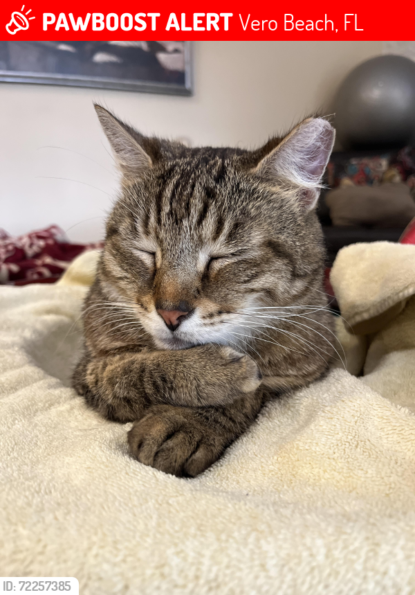 Lost Male Cat last seen 18th St & 17th Ave, Vero Beach, FL 32960