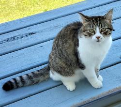 Lost Female Cat last seen East Maple Street & Grant Street, Houston, MN 55943