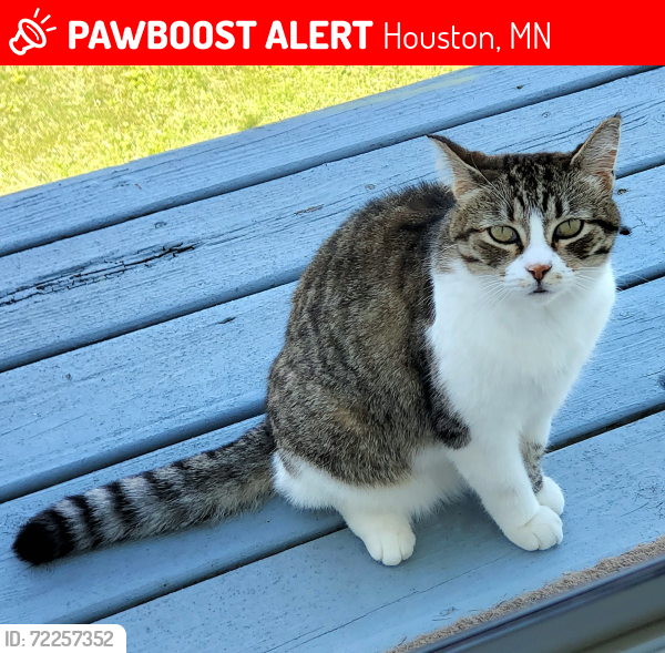 Lost Female Cat last seen East Maple Street & Grant Street, Houston, MN 55943