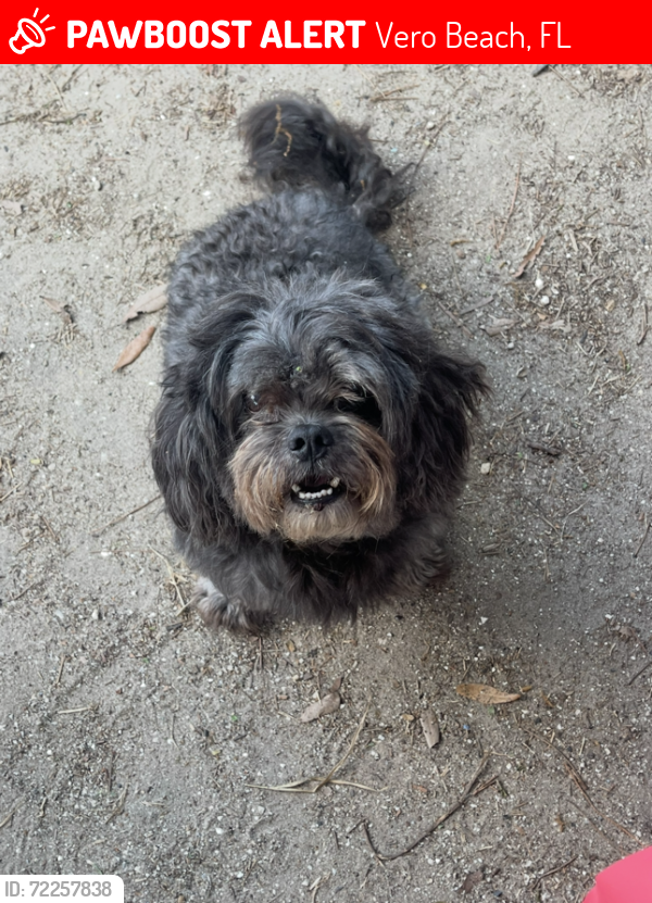 Lost Male Dog last seen 41st Street, Vero Beach, FL 32967