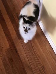 Lost Female Cat last seen SE 86th and Morrison, Portland, OR 97216