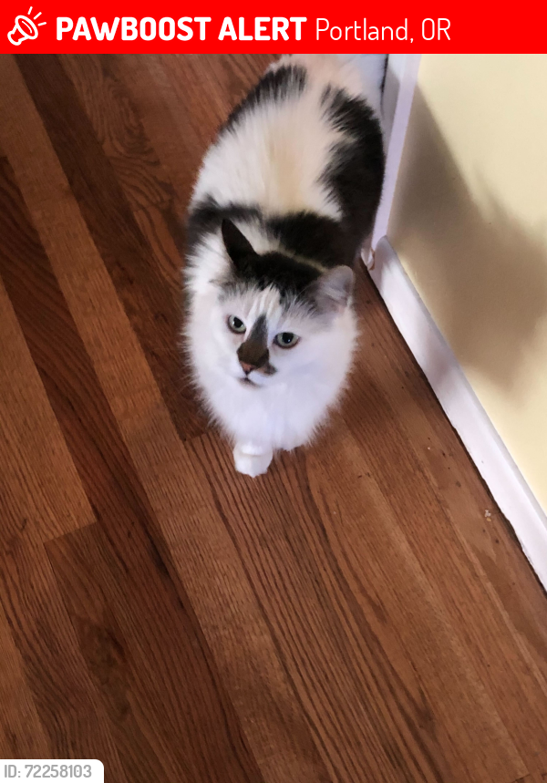Lost Female Cat last seen SE 86th and Morrison, Portland, OR 97216