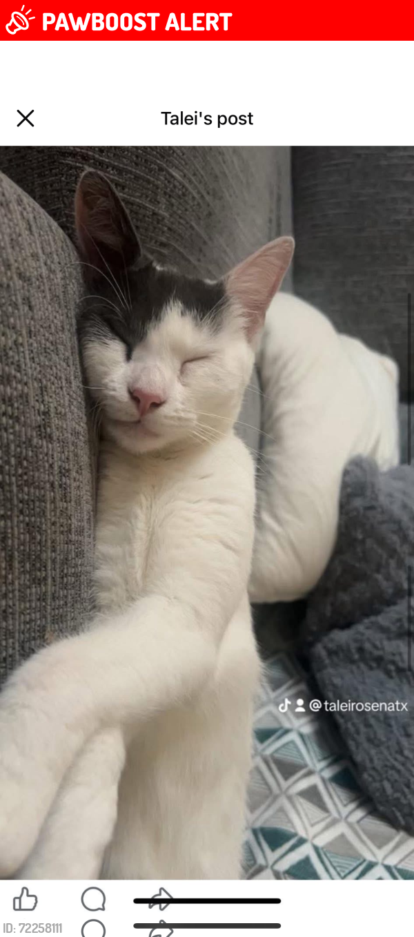 Lost Female Cat last seen Granthem park , North East Lincolnshire, England DN32 7PQ
