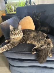 Lost Female Cat last seen Grand ave, Piedmont, CA 94611