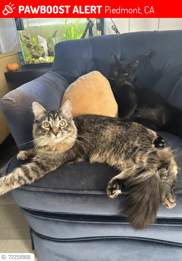 Lost Female Cat last seen Grand ave, Piedmont, CA 94611