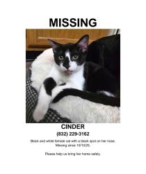 Lost Female Cat last seen Harvest Bend.  Perry Rd. and Fallbrook , Houston, TX 77064