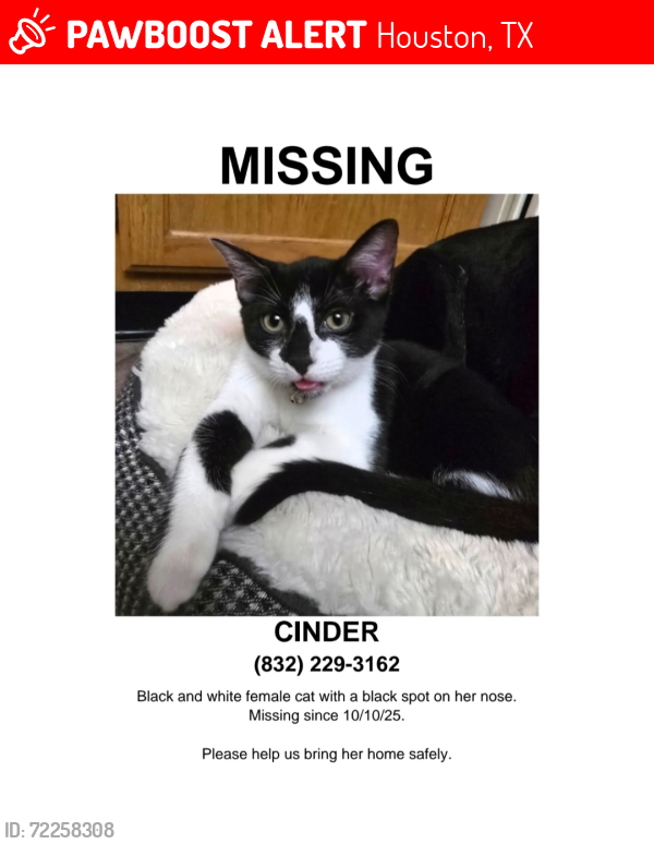 Lost Female Cat last seen Harvest Bend.  Perry Rd. and Fallbrook , Houston, TX 77064