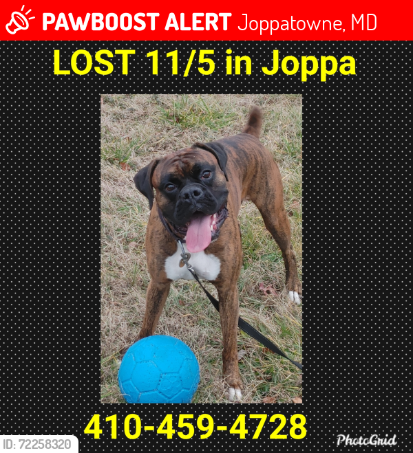 Lost Male Dog last seen Sugar Hill Rd and Dembytown Rd, Joppatowne, MD 21085