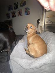 Lost Male Dog last seen Stevens Middle School, Long Beach, CA 90810
