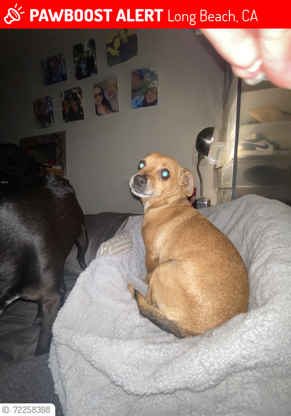Lost Male Dog last seen Stevens Middle School, Long Beach, CA 90810
