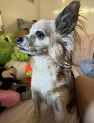 Lost Male Dog last seen Durant, San Leandro, CA 94577