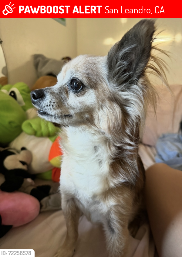 Lost Male Dog last seen Durant, San Leandro, CA 94577
