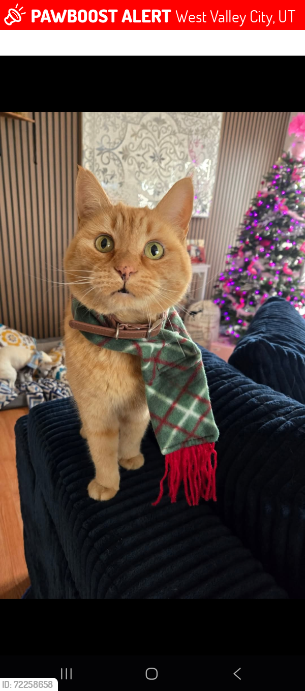 Lost Female Cat last seen Near s. 2610 w. , West Valley City, UT 84119