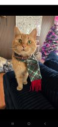 Lost Female Cat last seen Near s. 2610 w. , West Valley City, UT 84119