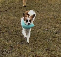 Lost Male Dog last seen Buttercup Rd & Woodpecker Ln, Elizabeth, CO 80107