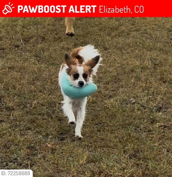 Lost Male Dog last seen Buttercup Rd & Woodpecker Ln, Elizabeth, CO 80107