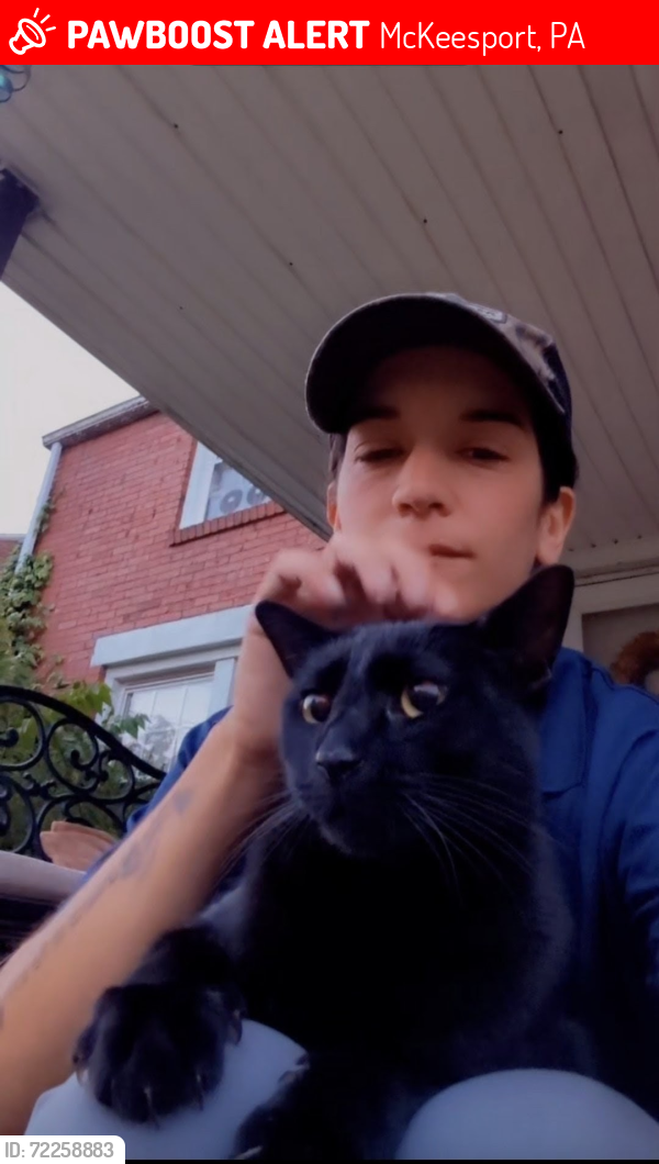 Lost Male Cat last seen Mckeesport high school , McKeesport, PA 15132