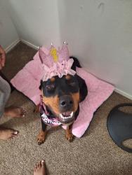 Reunited Female Dog last seen Near Freedom Way, Fort Worth tx 76244, Fort Worth, TX 76244