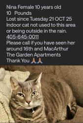 Lost Female Cat last seen N MacArthur Blvd & NW 16th, Oklahoma City, OK 73127