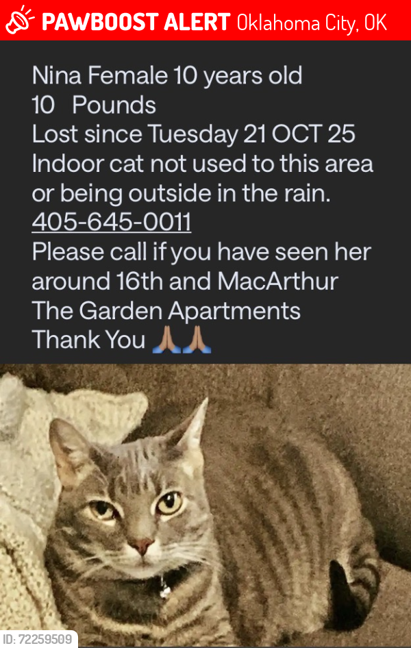 Lost Female Cat last seen N MacArthur Blvd & NW 16th, Oklahoma City, OK 73127