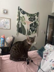 Lost Female Cat last seen Aiken Dairy, Rocklin, CA 95677
