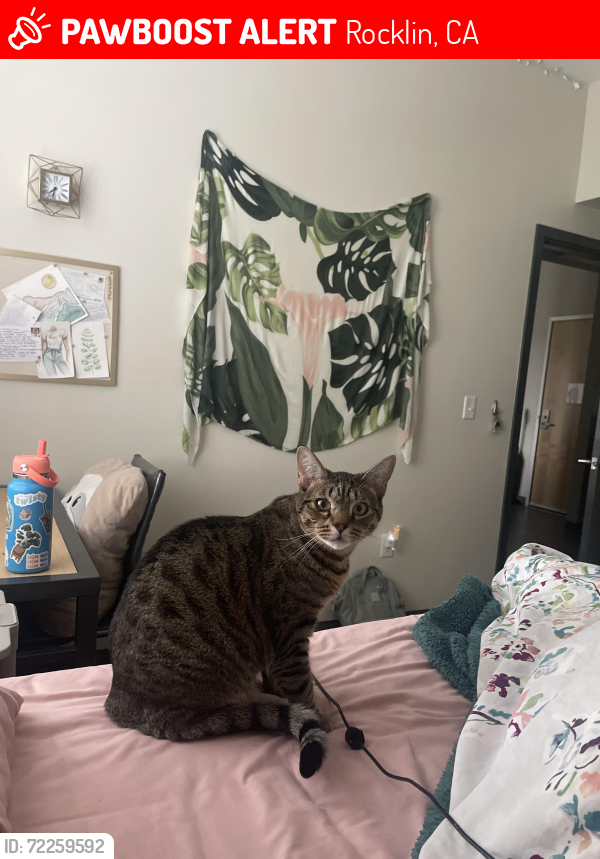 Lost Female Cat last seen Aiken Dairy, Rocklin, CA 95677