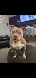 Reunited Female Dog last seen Near NW 129th St, Oklahoma City, OK 73142, USA, Oklahoma City, OK 73142