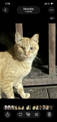 Found/Stray Unknown Cat last seen Near and asbury , White County, GA 30528