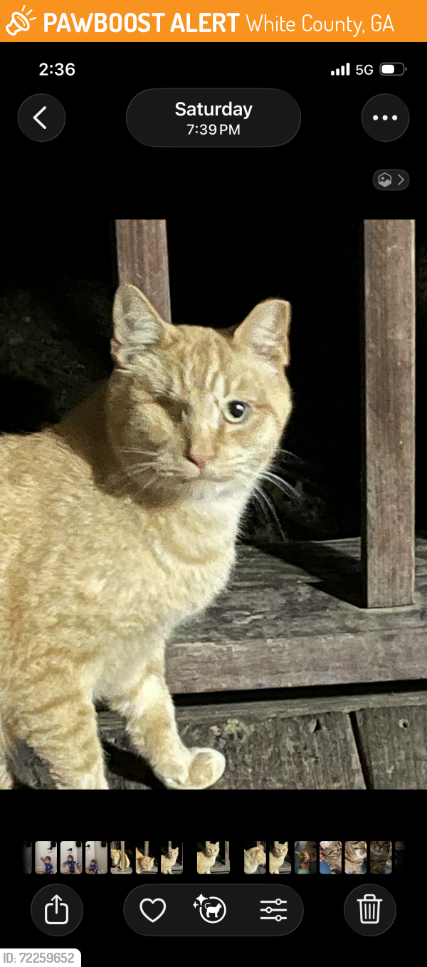 Found/Stray Unknown Cat last seen Near and asbury , White County, GA 30528