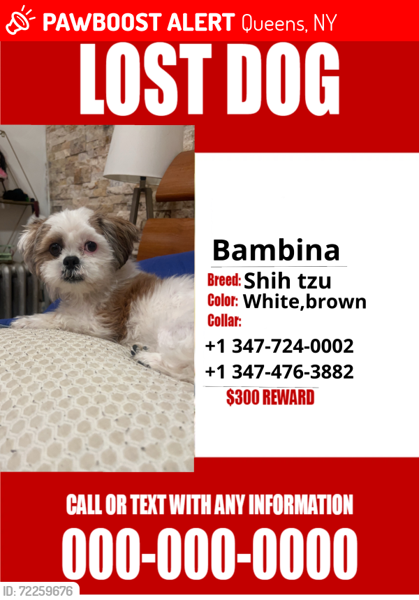 Lost Female Dog last seen She left the hse at 3:30 and has been missing since then., Queens, NY 11413