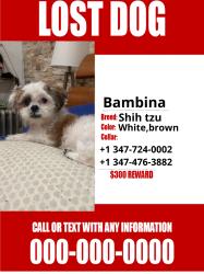 Lost Female Dog last seen She left the hse at 3:30 and has been missing since then., Queens, NY 11413