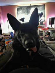 Lost Female Dog last seen Valle lake, De Soto, MO 63020
