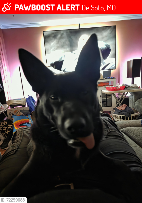 Lost Female Dog last seen Valle lake, De Soto, MO 63020