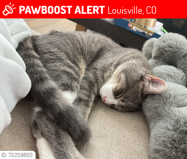 Lost Male Cat last seen St.ardrews lane , Louisville, CO 80027