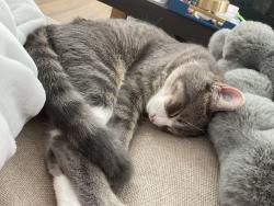 Lost Male Cat last seen St.ardrews lane , Louisville, CO 80027