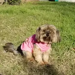 Lost Female Dog last seen S. Bowie & Vivienne St. in Weatherford, Tx. 76086, Weatherford, TX 76086