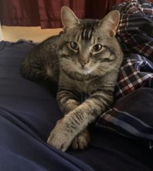 Lost Male Cat last seen Virginia Street, Saint Clair, MO 63077