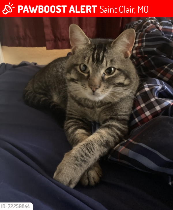 Lost Male Cat last seen Virginia Street, Saint Clair, MO 63077