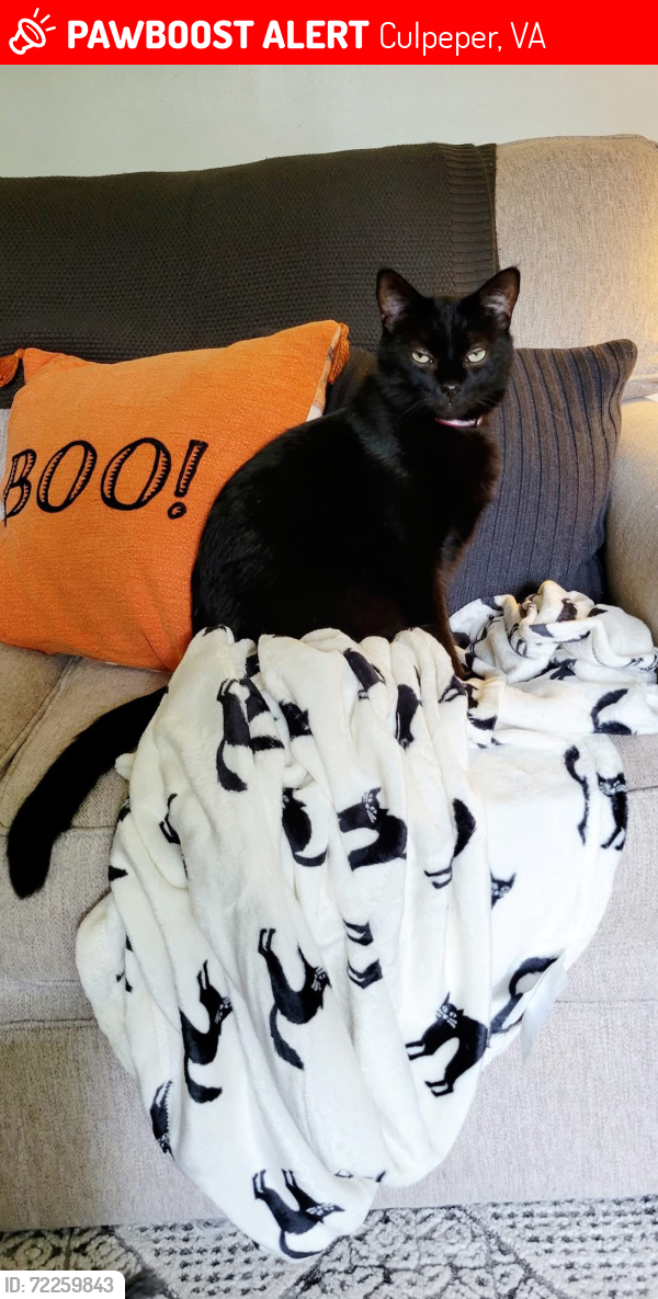 Lost Male Cat last seen Oaklawn Dr, Culpeper, VA 22701