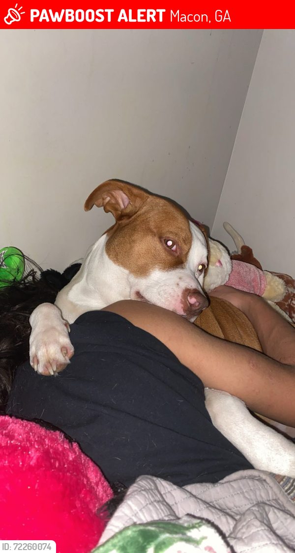 Lost Male Dog last seen Napier Ave, Macon GA, Macon, GA 31204