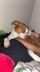 Lost Male Dog last seen Napier Ave, Macon GA, Macon, GA 31204