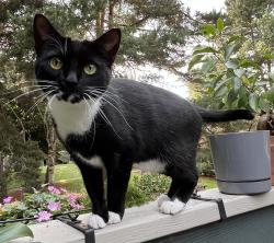 Lost Female Cat last seen Near SE 41st Ct Milwaukie, OR, Milwaukie, OR 97222