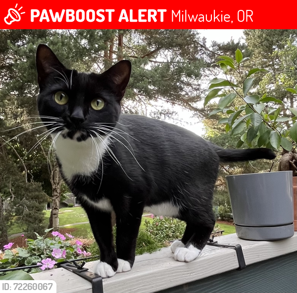 Lost Female Cat last seen Near SE 41st Ct Milwaukie, OR, Milwaukie, OR 97222