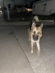 Reunited Male Dog last seen N Pico Ave & W 10th St, San Bernardino, CA 92411, USA, San Bernardino, CA 92411