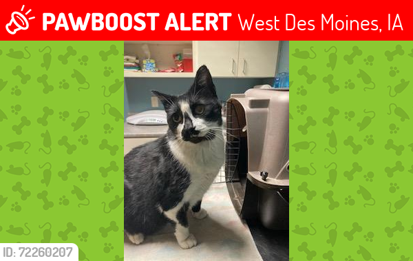 Lost Male Cat last seen 6th & Locust near phenix playground, West Des Moines, IA 50265