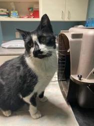 Lost Male Cat last seen 6th & Locust near phenix playground, West Des Moines, IA 50265