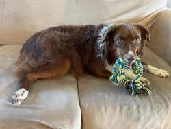 Lost Female Dog last seen Near County Road 4501, Jacksonville ( New Summerfield), Jacksonville, TX 75766