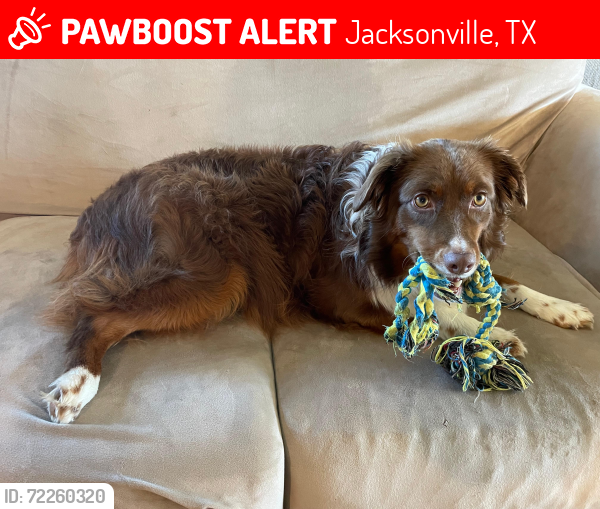 Lost Female Dog last seen Near County Road 4501, Jacksonville ( New Summerfield), Jacksonville, TX 75766