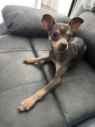 Lost Male Dog last seen Fielder y la Lamar dé Arlington tx, I-30, TX 75433
