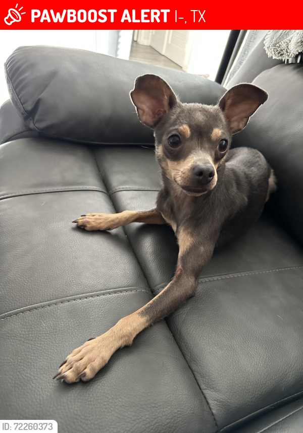 Lost Male Dog last seen Fielder y la Lamar dé Arlington tx, I-30, TX 75433